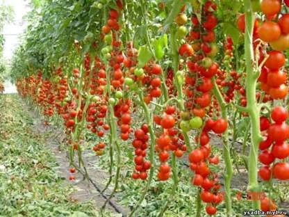 Golden Hills Farm Hybrid Indian Climbing Tomato Seeds 300 seeds (B092JTZ4H5) Amazon Price History, Amazon Price Tracker