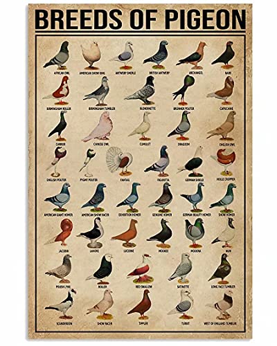 DBKGHIEDHG Breeds of Pigeon Metal Signs Pigeon Education Encyclopedia Knowledge Posters Wall Decor Farm Decor Home Decor Vintage Printing Plaque 12x16 Inches DBKGHIEDHG Breeds of Pigeon Metal Signs Pigeon Education Encyclopedia Knowledge Posters Wall Decor Farm Decor Home Decor Vintage Printing Plaque 12x16 Inches