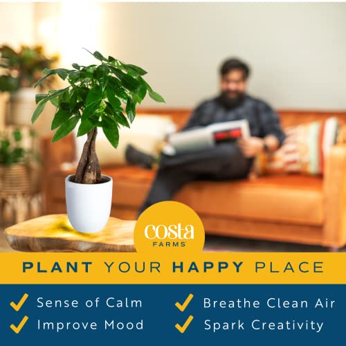 Costa Farms Money Tree, Easy Care Indoor Plant thumb #6