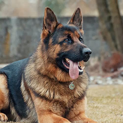 Disontag Qr Code Dog Tags, Personalized Dog Tags For Pets, Dog Id Tags, Dog Name Tags, Online Pet Page Prevent Lost/Modifiable Derman Shepherd Gifts #TOP5