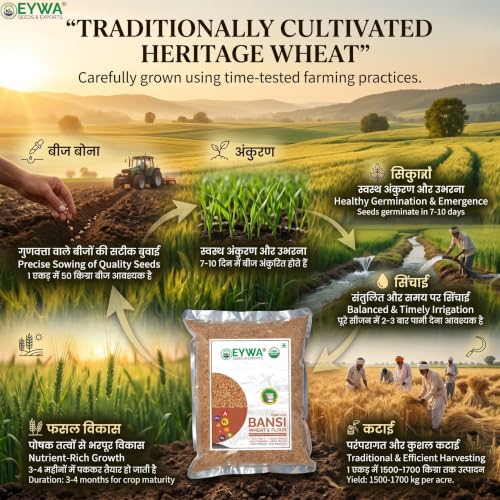 Image of Eywa Seeds & Exports Pvt Ltd Organic Bansi Bhaliya Whole Wheat Grains (2 KG) | Whole Grains For Eating And Cooking | |Bansi Bhaliya Daane | Produce of India from Organic Farms