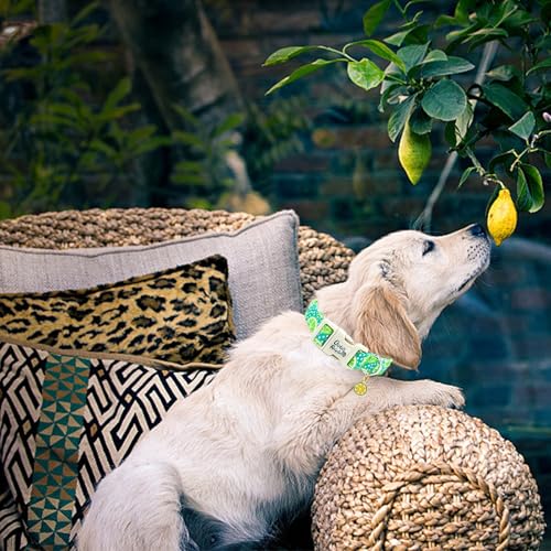Image of Summer Fresh Green Lime Print Dog Collar for Small Dogs | Green Lemon,Beach Trip,Pool Party,Daily Walking,Adjustable,Cotton Fabric,Quick Release Plastic Buckle,Pendant,Female /Male Dog