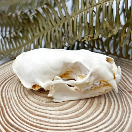 Image of Taxidermy Real Animals Skull Decor - Model Animals Bones Specimen,Taxidermy Supplies for Science Education,Collection (Mink Skull)