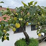 30 piezas semillas columnares resistentes de peral, peral, árboles frutales columnares, jardín, comprar peral (Pyrus sorotina) árboles frutales enanos, planta de interior regalo de