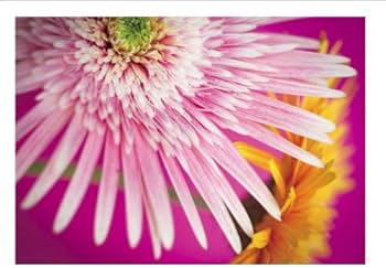 ニナデジ | 蜷川実花, MATOI PUBLISHING |本 | 通販 | Amazon