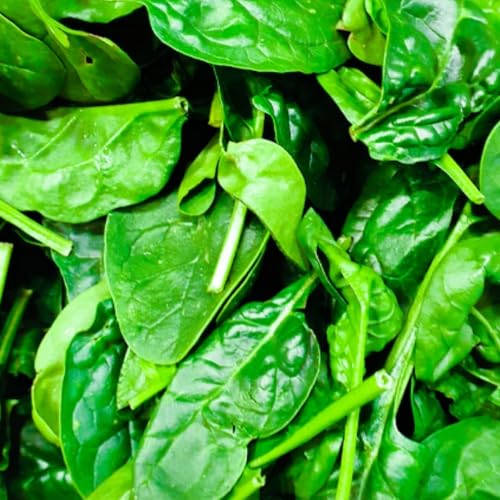 Spinach Seeds Medania - 100 Fresh Spinach Seeds - Plant and Grow Your Own Vegetables Ideal for Greenhouse Garden Polytunnel Large Pots or Containers Packed in The UK by Meldon Seeds