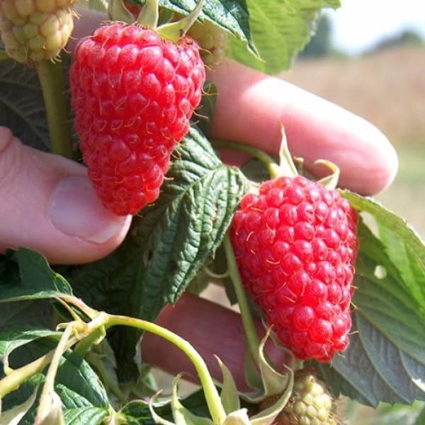 M-Tech Gardens Hybrid Raspberry " Autumn Treasure " Exotic 50 Fruit Seeds for Growing