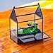 NCYP Small Glass Enclosure with Mesh for Jumping Spiders, Succulent, Plants - 5.8