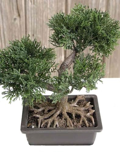 artplants.de Bonsái Artificial de Cedro ALVARI con raíces, en Cuenco Decorativo, 20cm - Bonsái de plástico