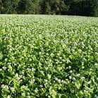 Sponsored ad from Outsidepride. "High quality garden cover crop seeds." Shop Outsidepride.