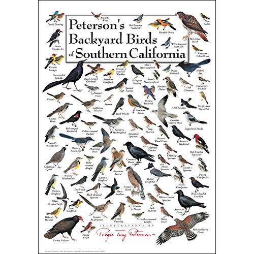 Earth Sky + Water - Peterson’s Backyard Birds of Southern California - Posters