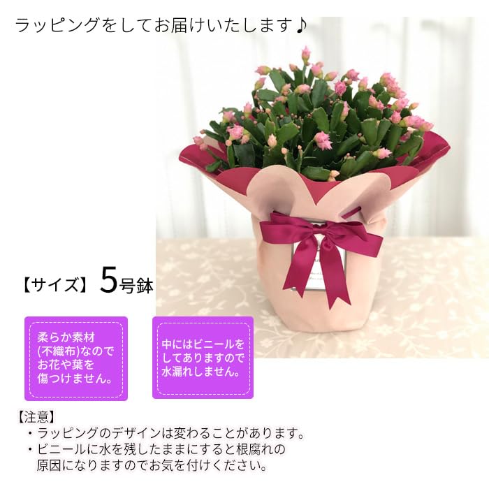 Amazon.co.jp: 予約販売 バラ咲き デンマークカクタス ピンク