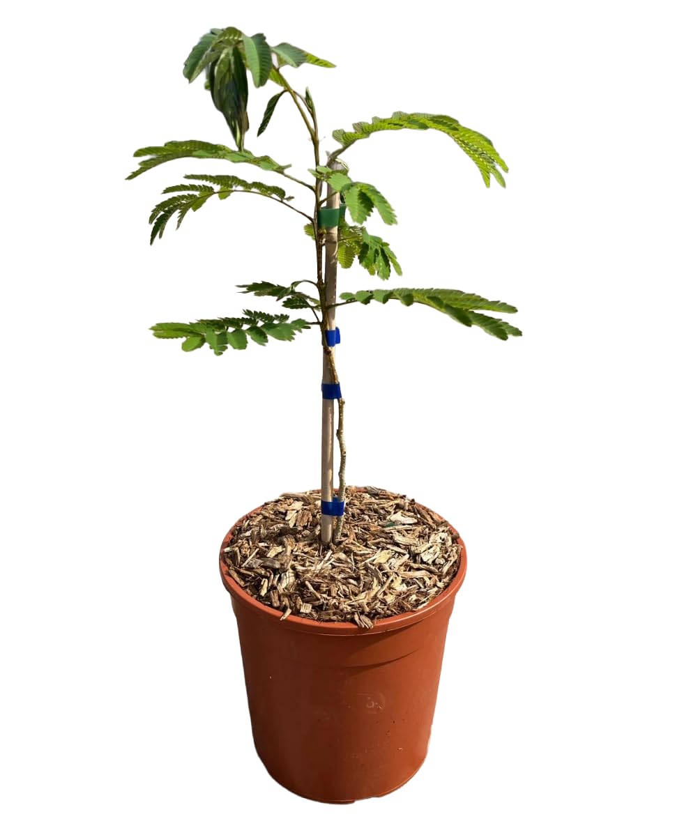 AMDGarden Pianta di ALBIZIA JULIBRIBRISSIN TROPICAL DREAM ® albero della seta in vaso 18 cm