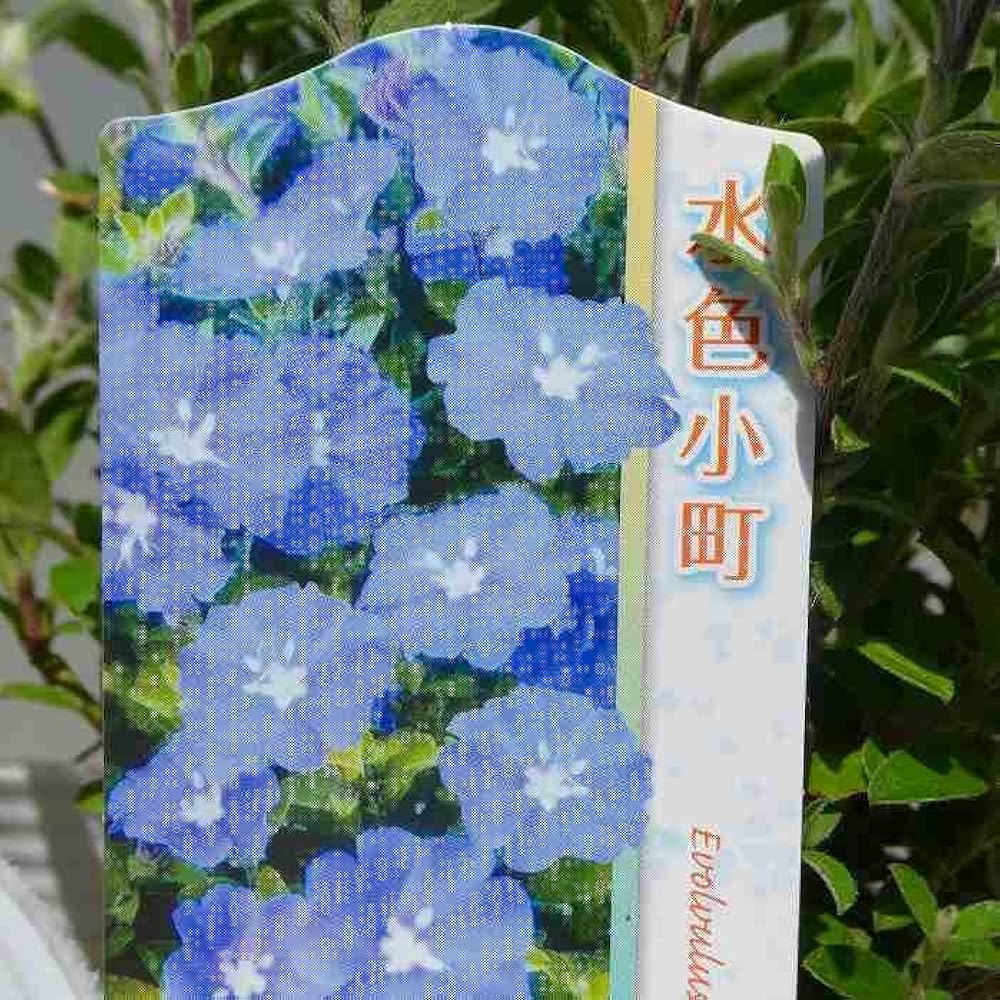 アメリカンブルー様 アメリカンブルー（エボルブルス） | オザキフラワーパーク