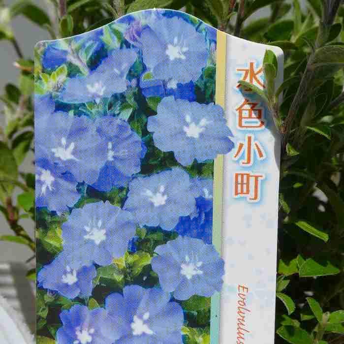 Amazon.co.jp: エボルブルス 苗 水色小町 コンパクト アメリカンブルー