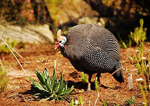 Preisvergleich Produktbild HANSEPUZZLE 75237 - Truthahn Puzzle 260 Teile / Tierwelt Puzzle mit hochwertiger Puzzle Aufbewahrung: Kartonbox und wiederverschließbarem Beutel / Puzzle-Maße: 41 x 28,7 cm