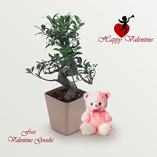 Exotic Green S Shape Ficus Bonsai Valentine Day Special in Light Brown