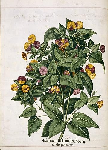Toile Jasmin du jardin d'Eystetten par Basil Besler impression 60x90cm