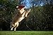 Hyper Pet Flippy Flopper Dog Frisbee Interactive Dog Toys [Flying Disc Fetch Toy Floats in Water & Safe on Teeth] (Colors Will Vary), Multicolor, 9
