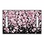 Cherry Blossom