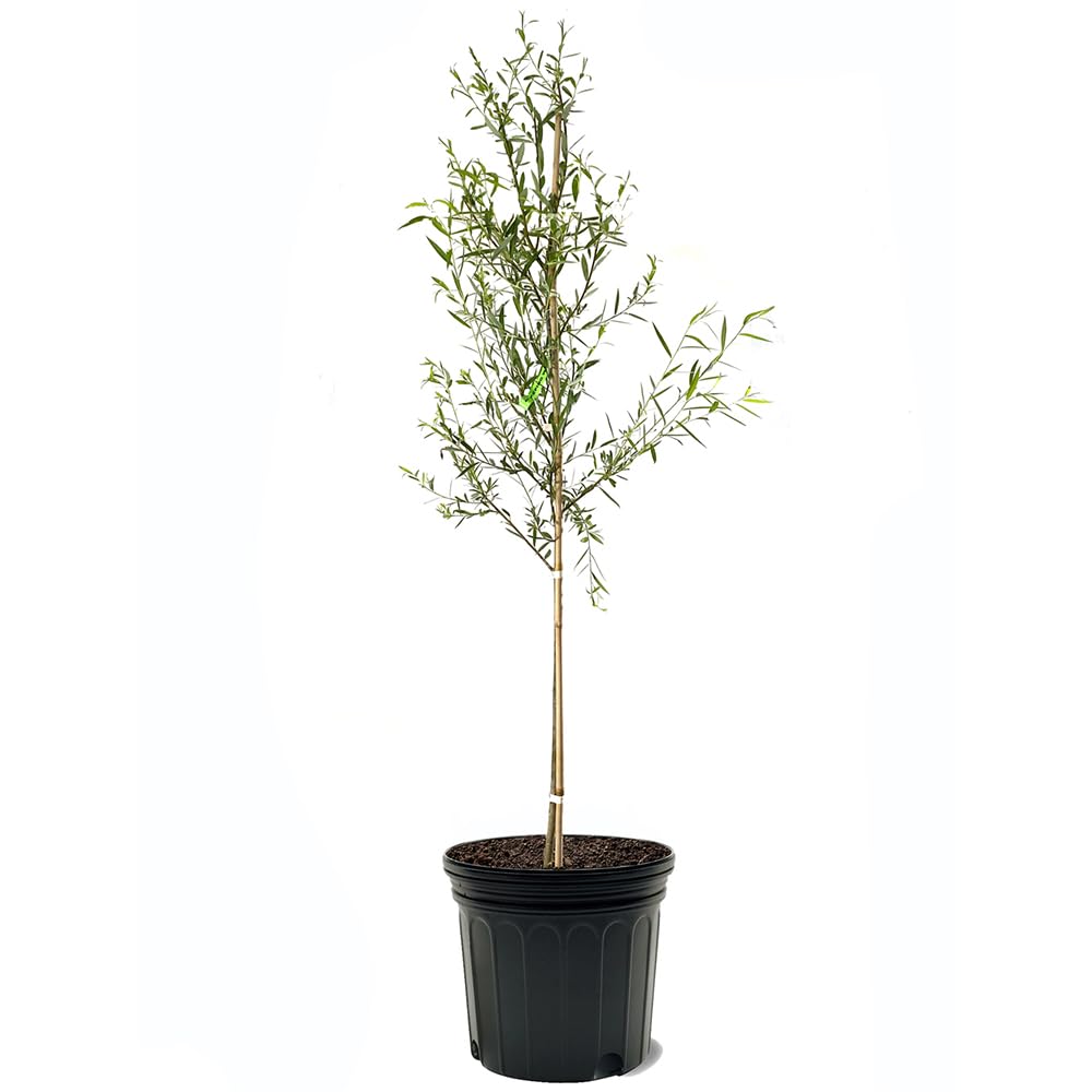 Weeping Willow 7 gal