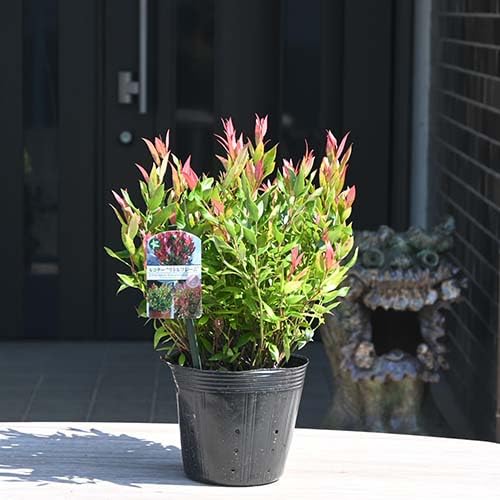 Amazon.co.jp: 西洋岩南天苗 ルコテー リトルフレーム 苗西洋岩