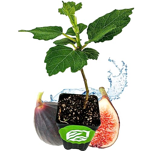 Violette de Bordeaux Fig Tree Live Plant - Ficus carica - Wellspring Gardens - Live Starter Fruit Plant for Your Indoor or Outdoor Garden