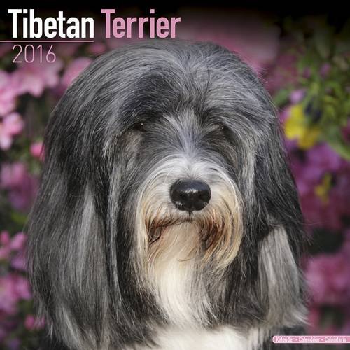 Tibetan Terrier Calendar Breed Specific Tibetan Terrier Calendar