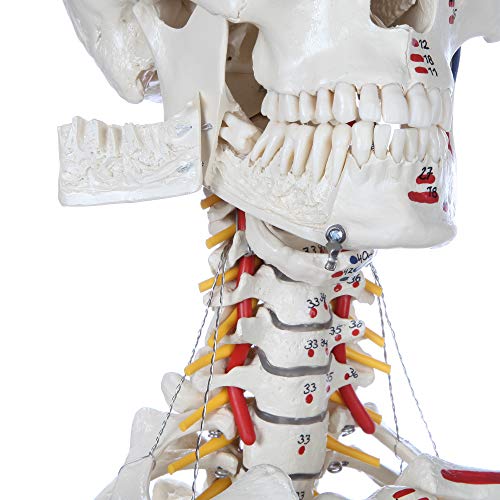 Rudiger Anatomie Human Skeleton With Flexible Spine, Muscle Paintings, And Arteries #TOP1