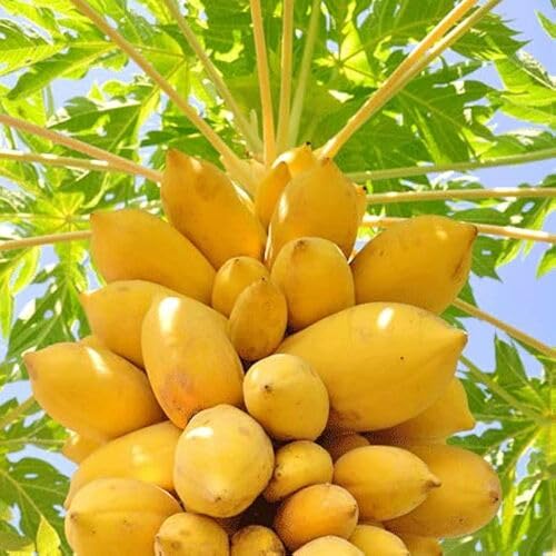 100pcs Yellow Paw paw Fruit Seeds