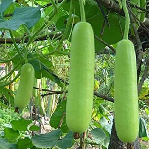 Green World Bottle Gourd F1 Rama Seeds for Kitchen Gardening (Seeds, 200) (B0B5VDCDSM) Amazon Price History, Amazon Price Tracker