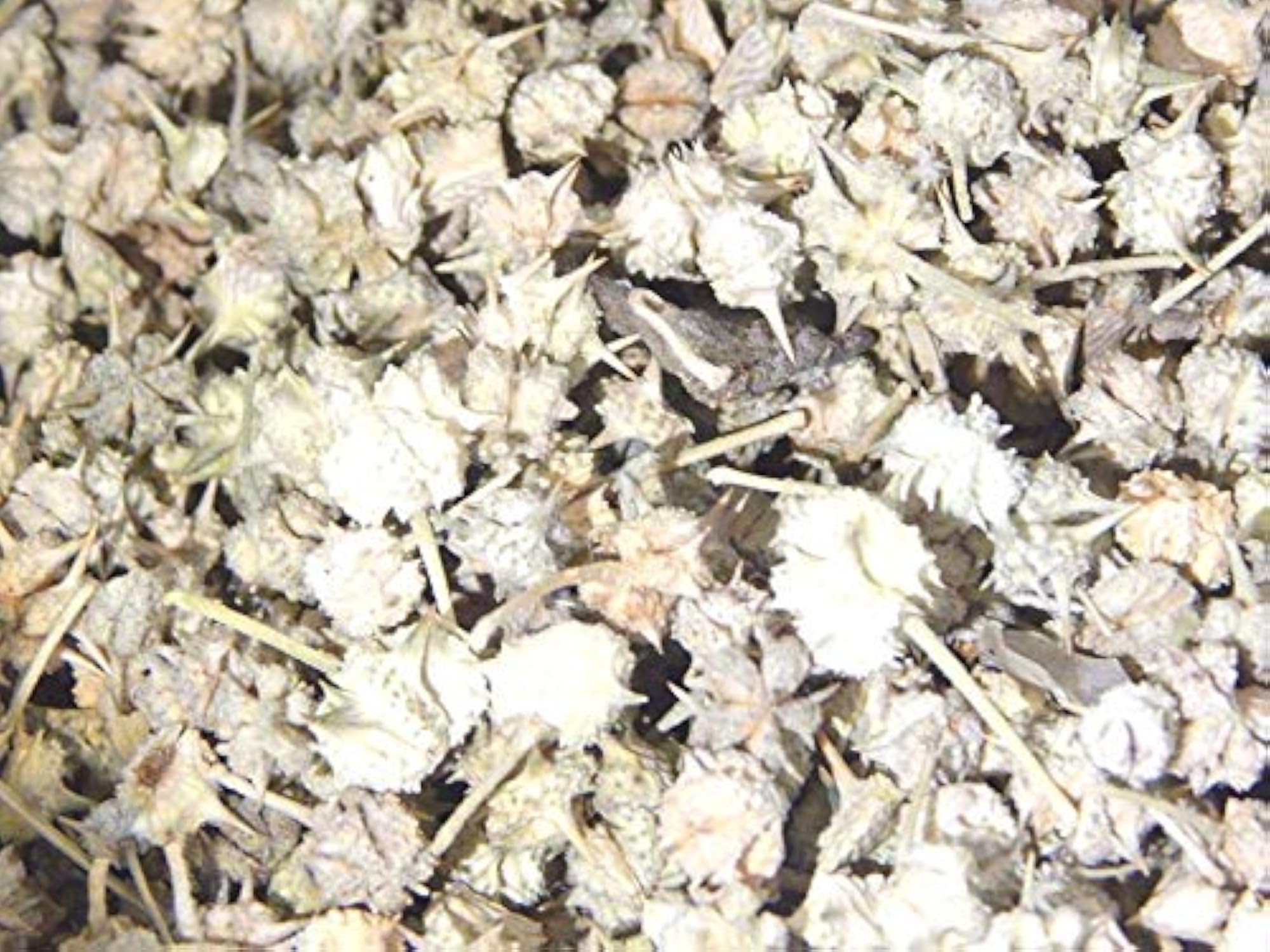 Chota Tribulus Terrestirs Small Caltrops 250gram Gokharu