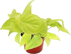 Philodendron Neon Cordatum - 4" from California Tropicals