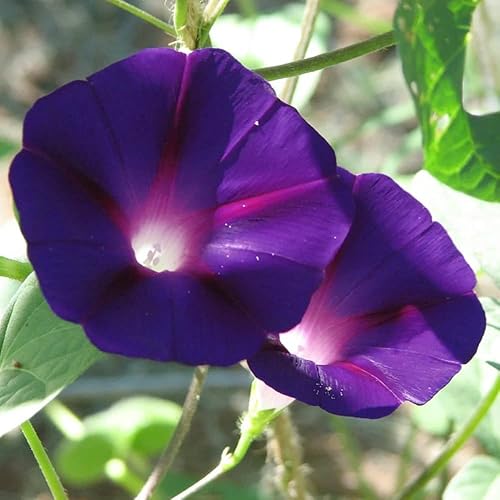 Miniatura 2 de QAUZUY GARDEN 30 semillas de gloria matutina negra, gloria de la mañana, Ipomoea Purpurea  Flor de gloria matutina común más oscura más profunda y