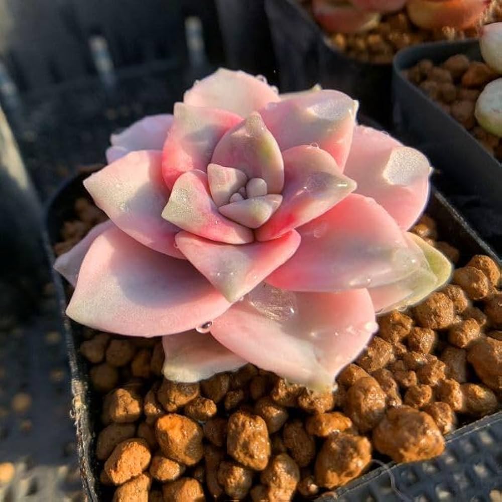 多肉植物 寄せ植え 紫と緑*3 多肉植物 寄せ植え 紫と緑*3 多肉植物 寄せ植え 紫と緑*3 多肉