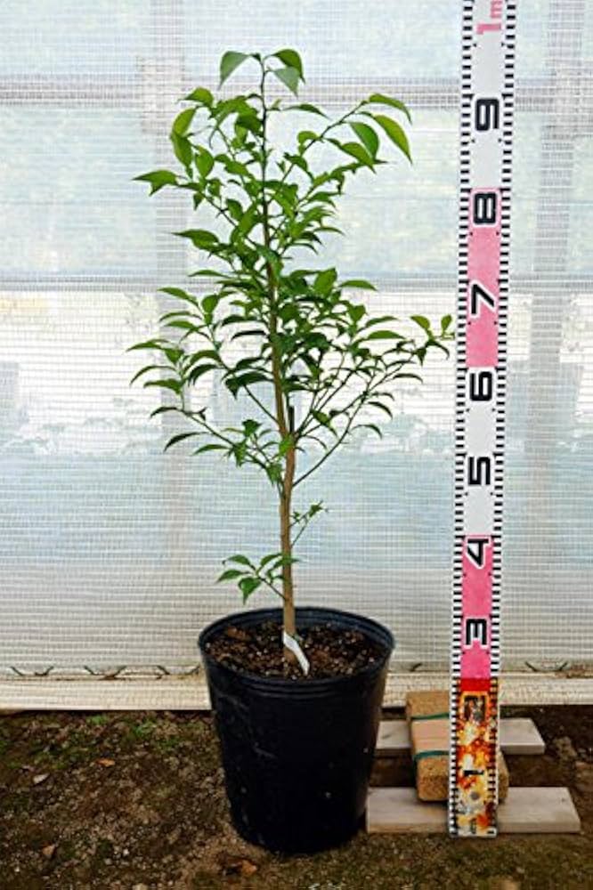 Amazon.co.jp: レモンの木 【瀬戸内レモン】 3年生接木大苗