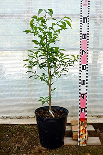 Amazon.co.jp: ブラッドオレンジ 苗木 【タロッコ】 3年生接木大苗