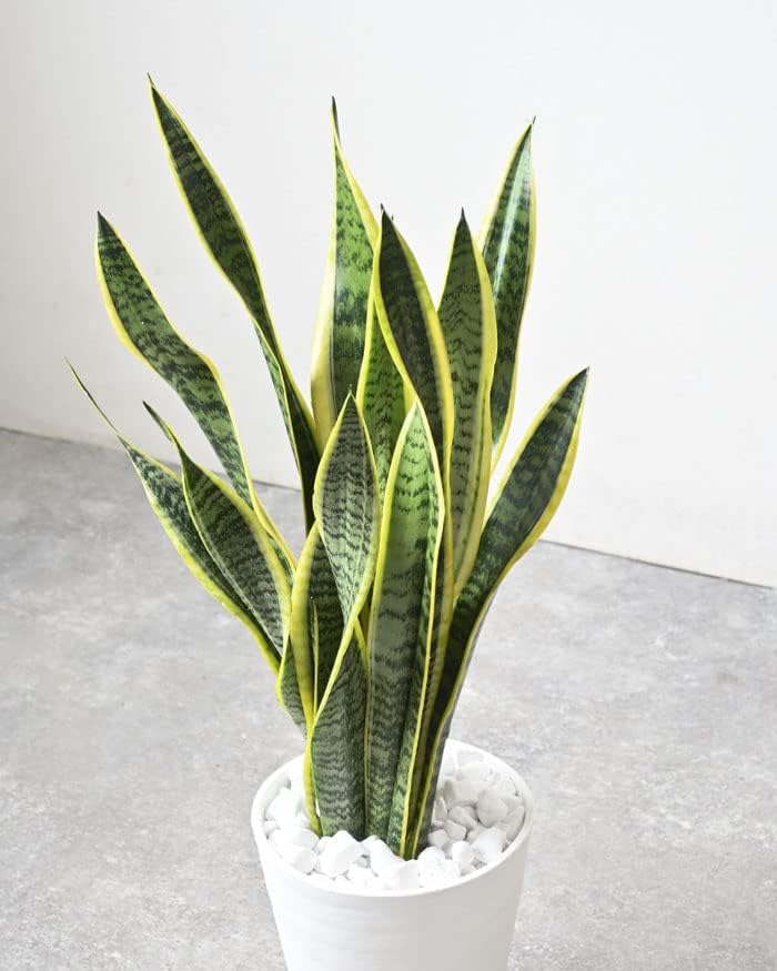 観葉植物 本物 サンスベリア・ローレンティー 7号鉢 (ホワイト) 【セラアート鉢】