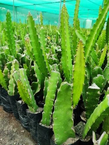 See full amazon price history chart for Mphmi Nursery Delhi Plant NCR dragon Fruit - Plant Dragon fruit Night-blooming Cereus Belle Cinderella Mphmi Nursery Delhi Plant NCR dragon Fruit - Plant Dragon fruit Night-blooming Cereus Belle Cinderella (B0B66GW37V) Amazon Price History, Amazon Price Tracker