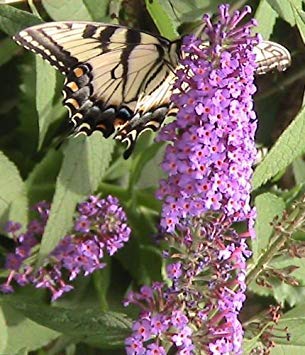 ¡¡¡Tan Agradable!!! Las Semillas del arbusto de Mariposa nanho Azul