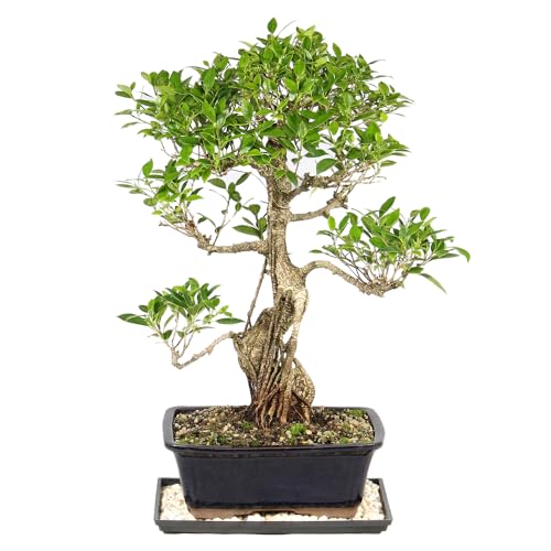 Image of Brussel's Bonsai - Large Live Ficus Bonsai Tree, 10-Year