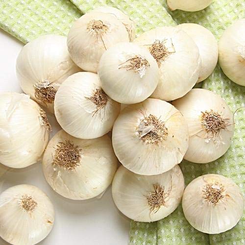 Creative Farmer Vegetable Seeds White Onion Seeds - Onion White Seeds Home Garden Seeds (B07N47X3ST) Amazon Price History, Amazon Price Tracker