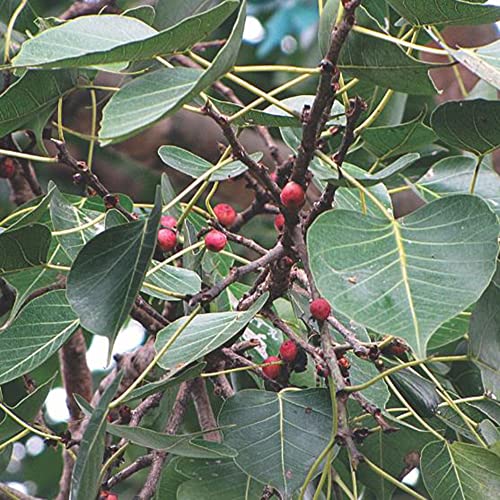 Sacred Fig Bodhi Tree Seeds for Planting #TOP25