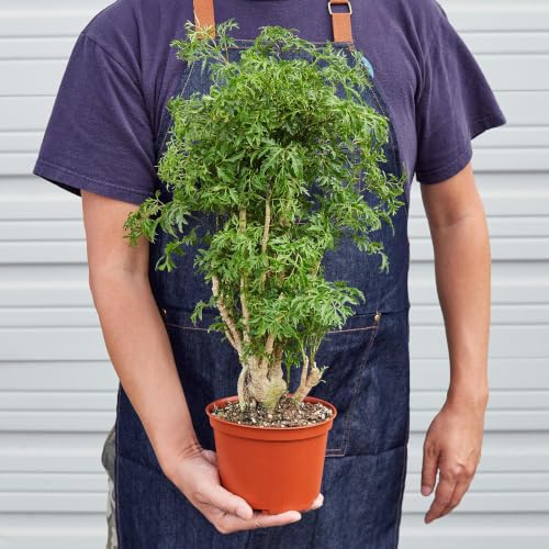 Aralia Bonsai | Indoor Live Plant | 2 ft Height | Decorative Hous...