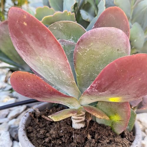 Blissful Kalanchoe Flapjack Succulent Live Plant 4–6' with 3 Leaves – Paddle Plant, Easy Care, Drought Tolerant, Indoor Outdoor Houseplant, Red Edged Leaves, Home Office Decor, Unique Gift