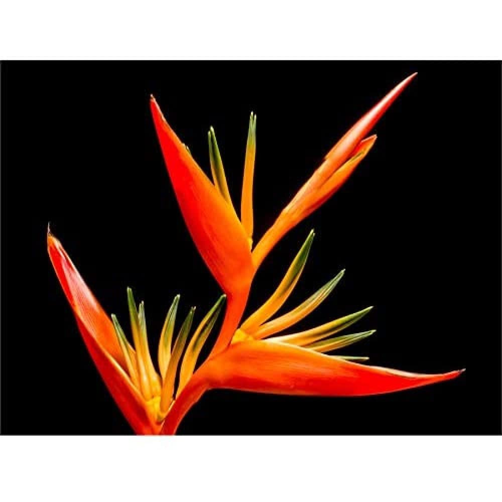 Bird Of Paradise Flower Wall Art Print