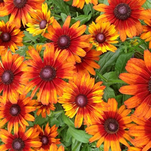 Clovers Garden Black Eyed Susan (Rudeckia) Autumn Colors Plants Two (2) Live Plants Non-GMO - Not Seeds - Each 4 to 8 Tall in 4 Inch Pots Perennial Pollinator Friendly Drought Tolerant