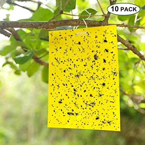 Garsum 8X10 Inch Dual-Sided Yellow Sticky Traps for Flying Plant Insect Like Fungus