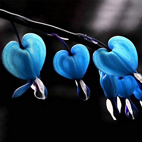 super1798 10Pcs Perennial Herbs Dicentra Spectabilis Flower Seeds Heart Shape Plant - Blue super1798 10Pcs Perennial Herbs Dicentra Spectabilis Flower Seeds Heart Shape Plant - Blue