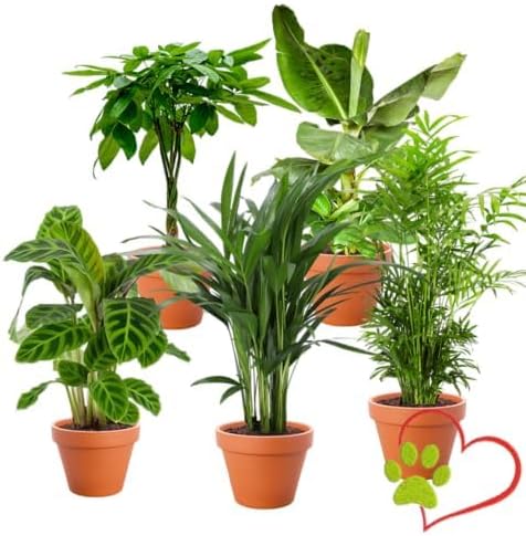 Lot de 5 plantes “Pet Friendly”, +/- 30–60 cm, ø 12–15 cm pot, Pa...